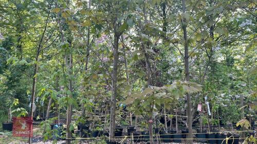 6 ACER RUBRUM TREES