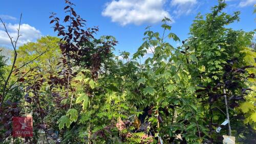 5 MIXED ORNAMENTAL TREES