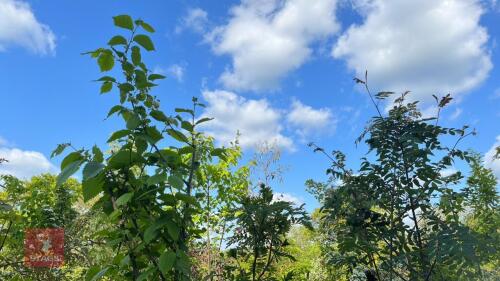 5 MIXED ORNAMENTAL TREES