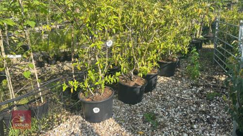 5 COTONEASTER CORNUBIA TREES