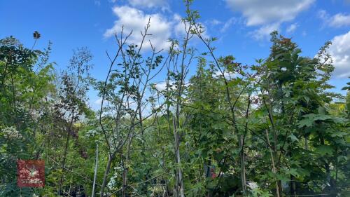 5 MIXED LIQUIDAMBAR TREES