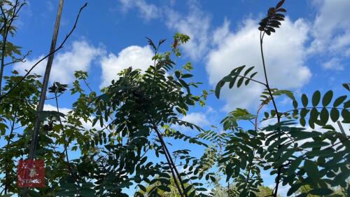 1 SORBUS HUPEHENSIS TREE