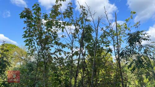 4 LIQUIDAMBAR STYRACIFLUA TREES