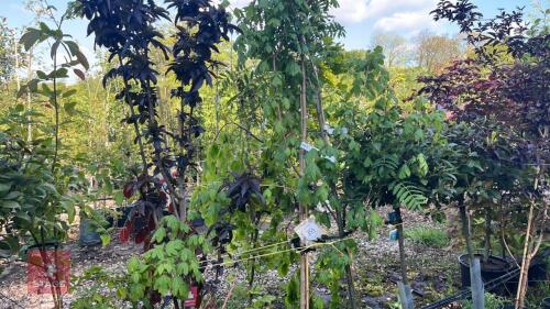5 MIXED ORNAMENTAL TREES