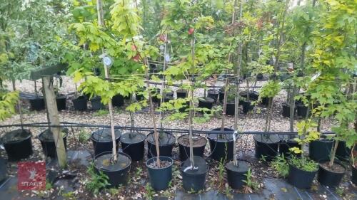 4 MIXED ORNAMENTAL TREES