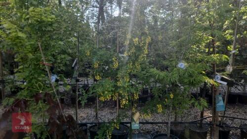1 LABURNUM VOSSII TREE