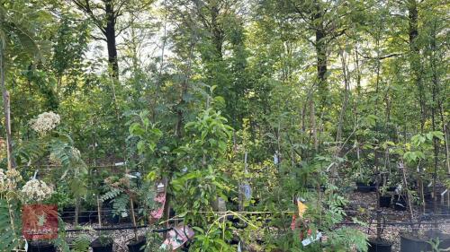 5 MIXED ORNAMENTAL TREES