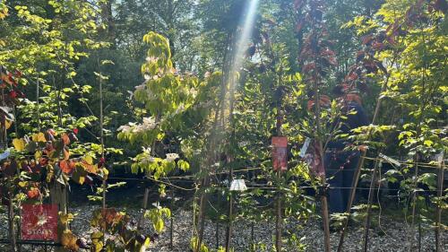 5 MIXED ORNAMENTAL TREES