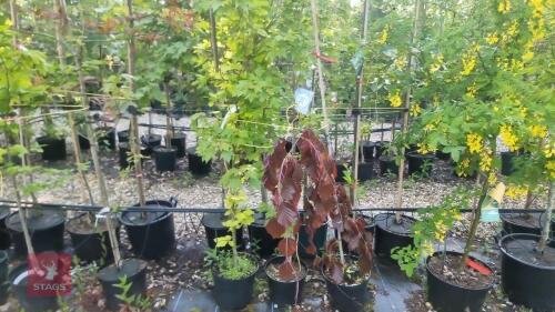 3 MIXED ORNAMENTAL TREES