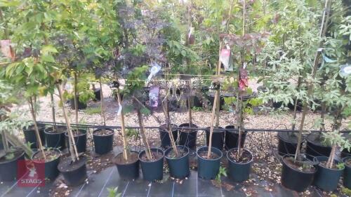 5 MIXED ORNAMENTAL TREES