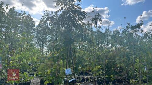 5 MIXED ORNAMENTAL TREES