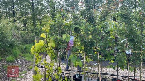 5 MIXED ORNAMENTAL TREES