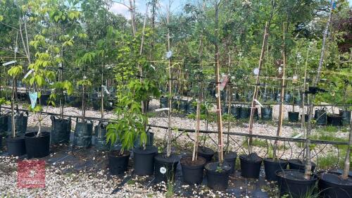 5 MIXED ORNAMENTAL TREES