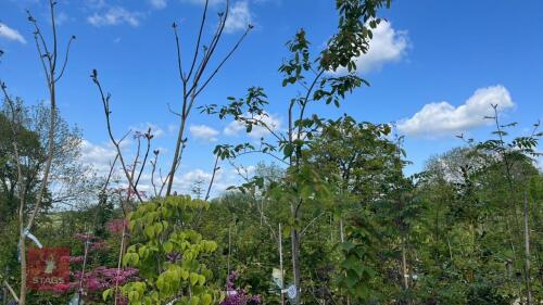 5 MIXED ORNAMENTAL TREES