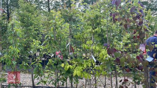 4 MIXED ORNAMENTAL TREES