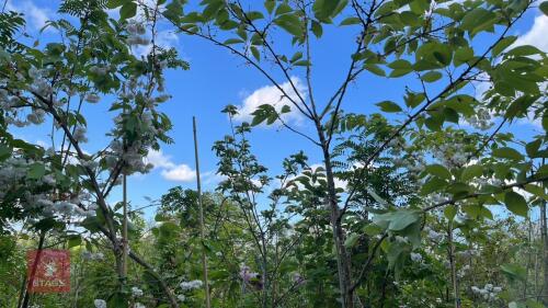 5 MIXED ORNAMENTAL TREES