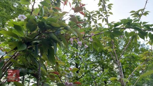 5 MIXED ORNAMENTAL TREES