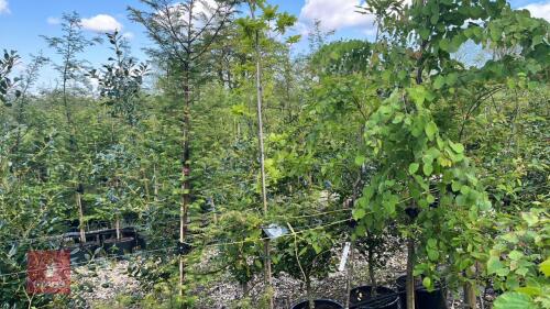 5 MIXED ORNAMENTAL TREES