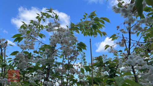 5 PRUNUS BLUSHING BRIDE TREES