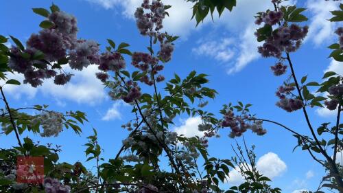 4 PRUNUS PINK PERFECTION TREES