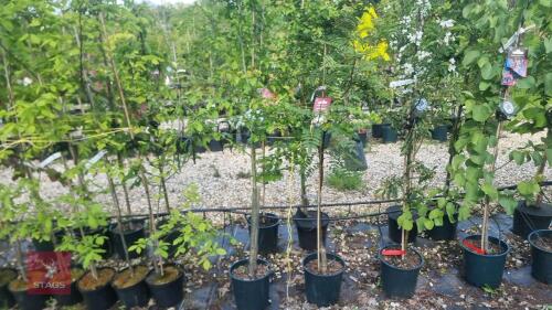 2 ORNEMENTAL TREES
