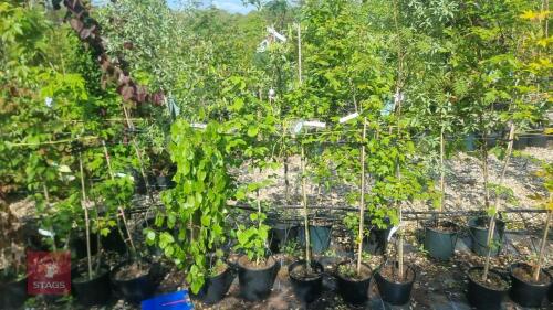 5 MIXED ORNAMENTAL TREES