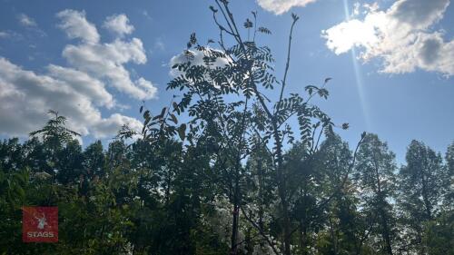 4 MIXED ORNAMENTAL TREES