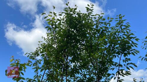 5 PRUNUS SERRULA TREES