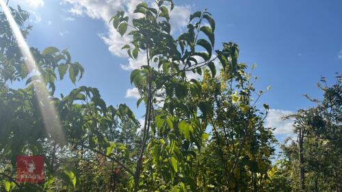 5 MIXED ORNAMENTAL TREES