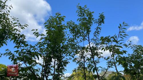 4 PRUNUS SERRULA TREES