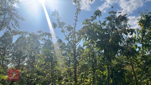 5 MIXED ORNAMENTAL TREES