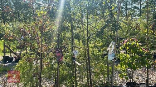 5 MIXED ORNAMENTAL TREES