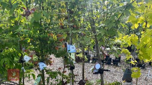 1 CERCIDIPHYLLUM JAPONICUM TREE