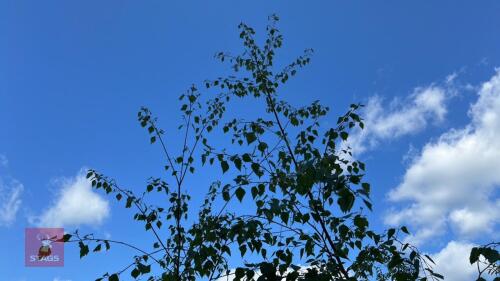 5 BETULA PEN TRISTIS TREES