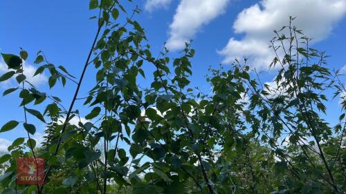5 MIXED BETULA ORNAMENTAL TREES