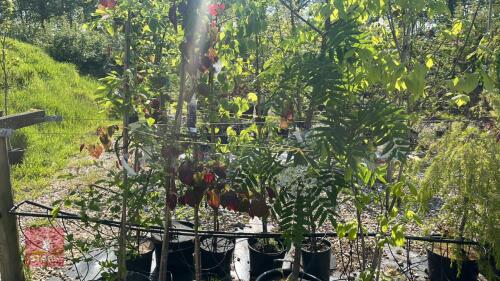5 MIXED ORNAMENTAL TREES