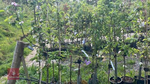 5 MIXED FRUIT TREES