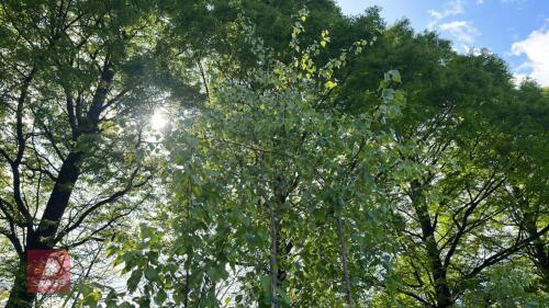 3 BETULA ERMANII TREES