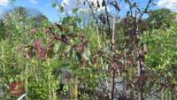 5 MALUS RJ FULCHER TREES - 10