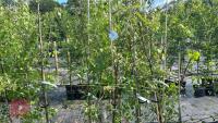 5 MALUS EVERSTE TREES - 4