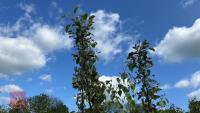 5 MALUS EVERSTE TREES - 6