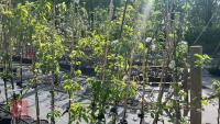 5 MIXED FRUIT TREES - 7