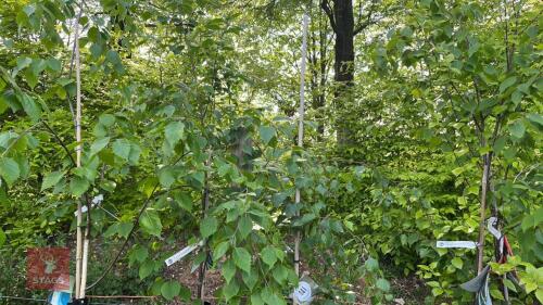 5 MIXED BETULA ORNAMENTAL TREES