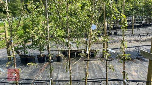 5 MALUS EVERSTE TREES