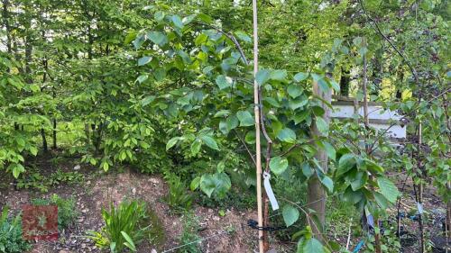 1 BETULA MOONBEAM TREE
