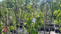 5 MIXED FRUIT TREES - 7