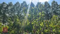 5 MIXED FRUIT TREES - 2