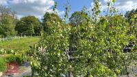 5 SILVER BIRCH TREES - 2
