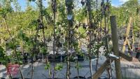 5 MALUS NIEDWETSKYANA TREES - 2