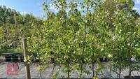 5 SILVER BIRCH TREES